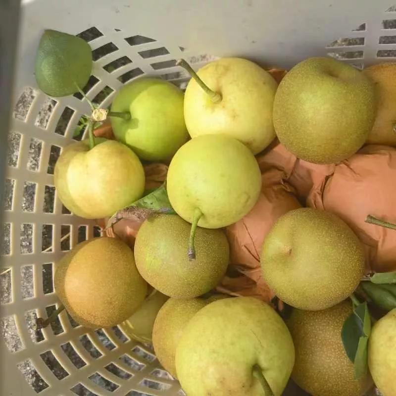 咏生部落成立暨山梨开园活动，乡镇天地助力合作共赢