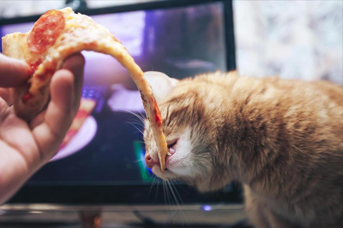 猫咪总是乱拉屎？先别急着骂，试试几招可能就解决啦