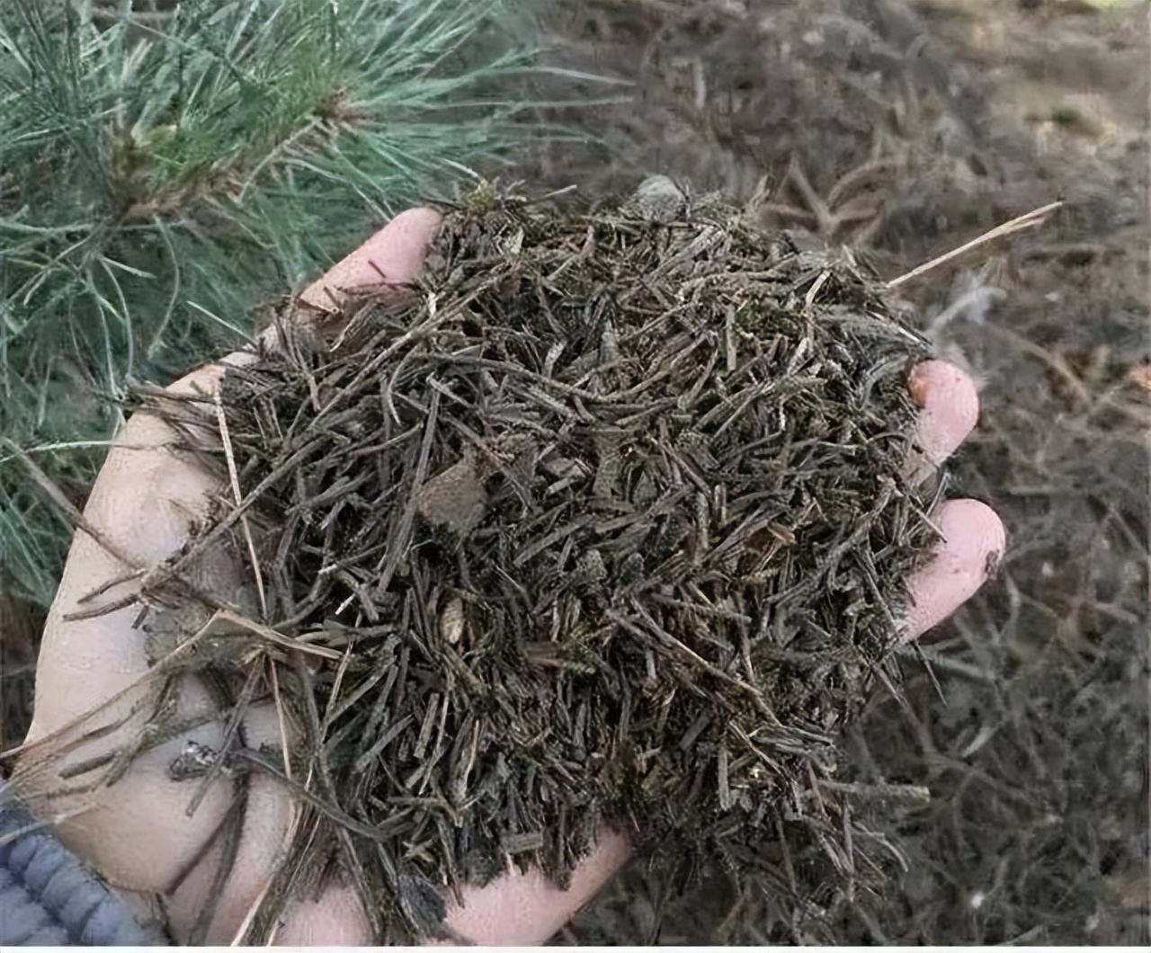 盆土严重板结怎么换土,盆土板结了不换盆怎么办