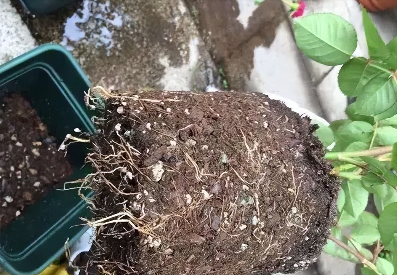 最旺家庭的6种花你家里有吗,家里有这6种花