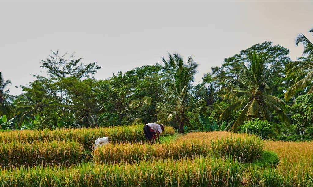 为什么现在农村年轻人不愿意种地,农民对种地看不到希望