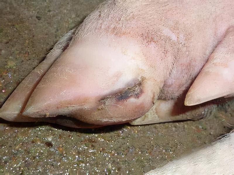 怀孕母猪蹄裂是怎么回事,母猪蹄裂的原因及防治方法