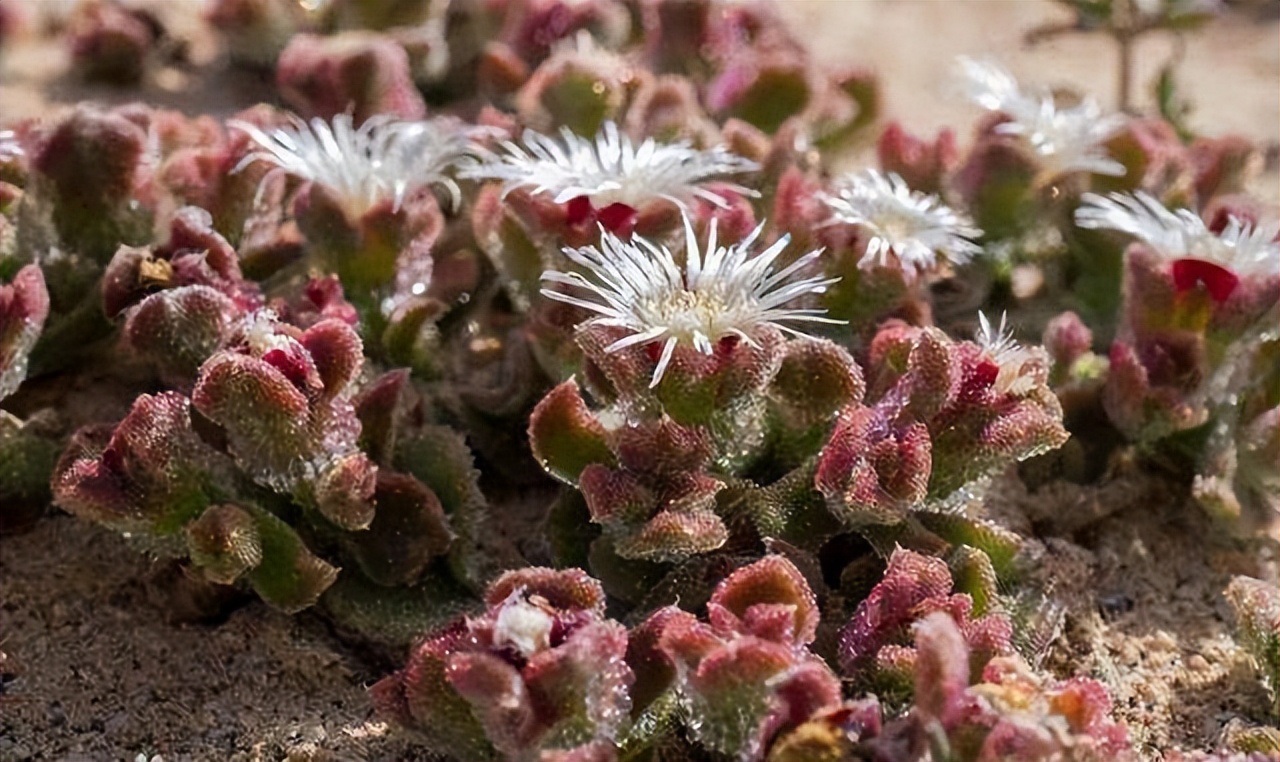 多肉冰叶日中花，非洲人当肥皂用，日本人当护肤品，中国人：好吃