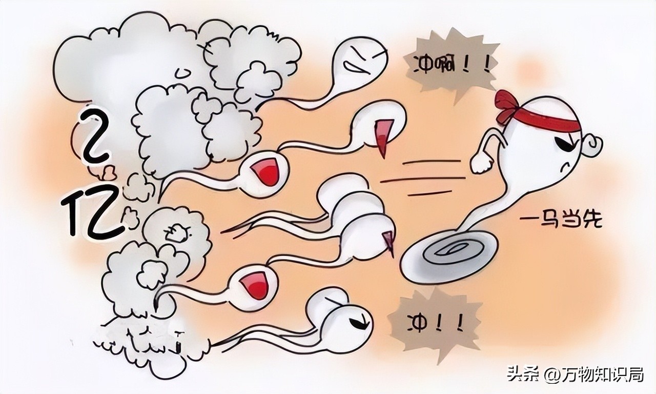 进入女性体内后，没“受精”成功的精子都去哪儿了？既好笑又心疼