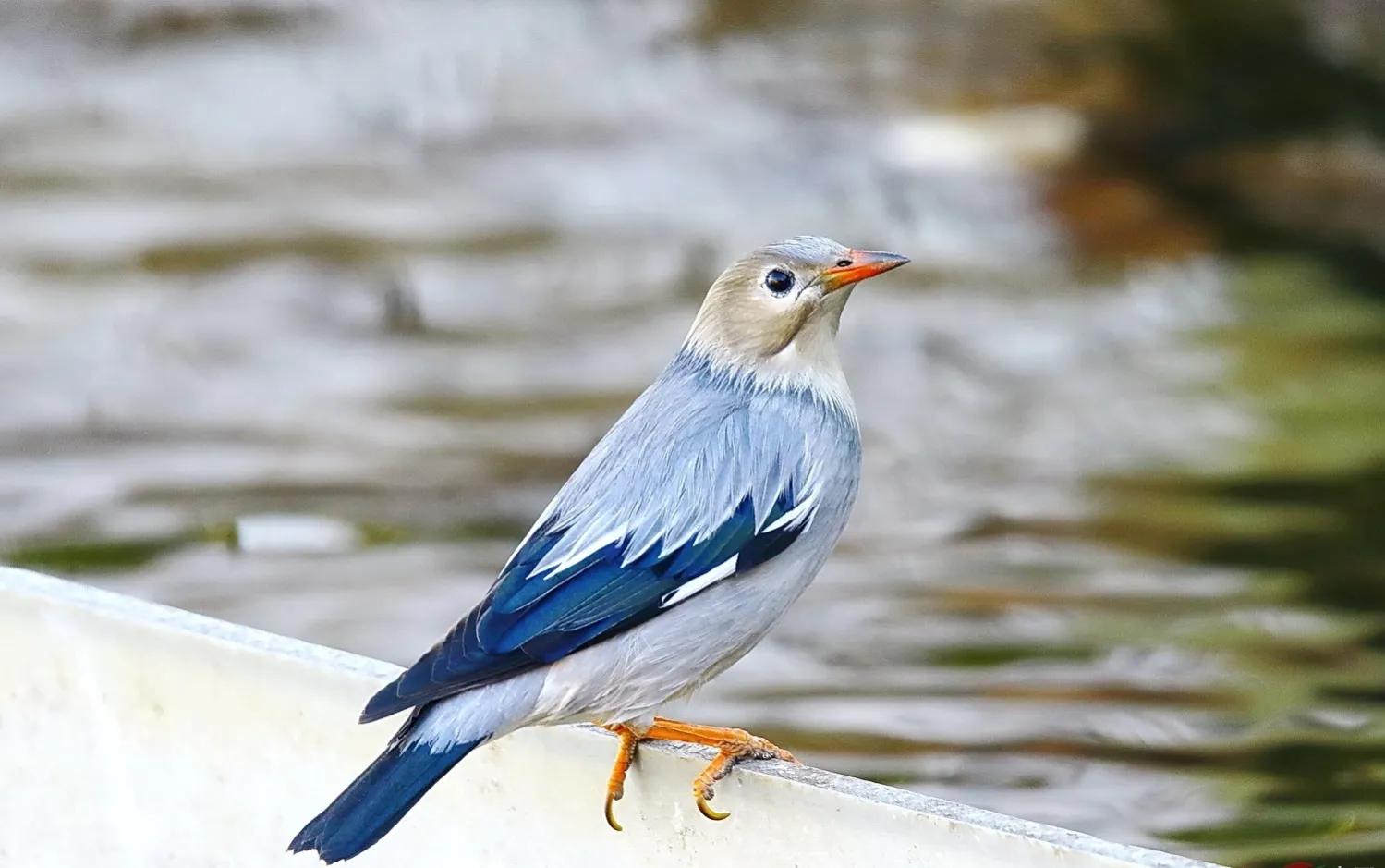 小区常见十种鸟,小区里黑色鸟一般是什么鸟