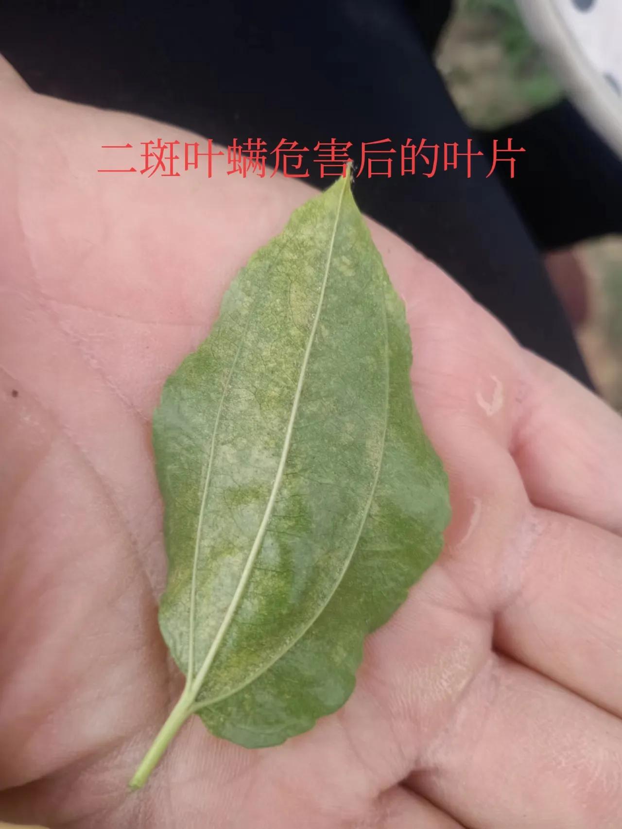 叶螨红蜘蛛怎么彻底消灭,防治红蜘蛛有妙招以螨治螨