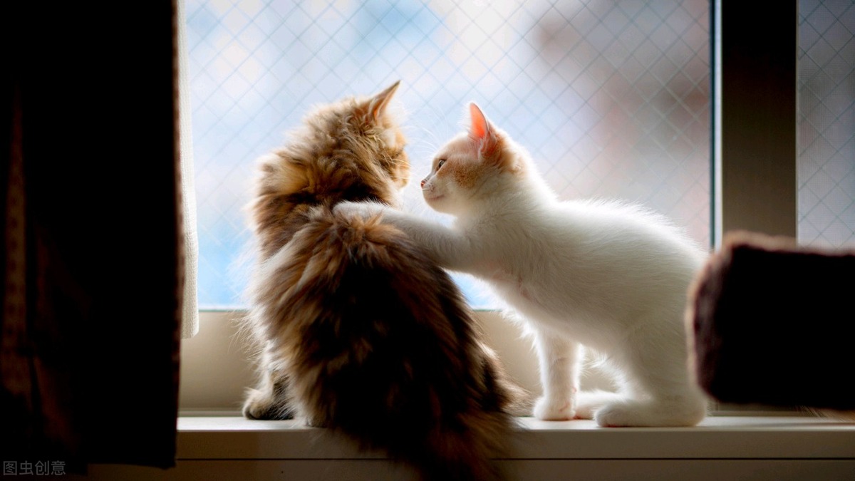 领养代替购买，对养猫的新手来说真的好吗？