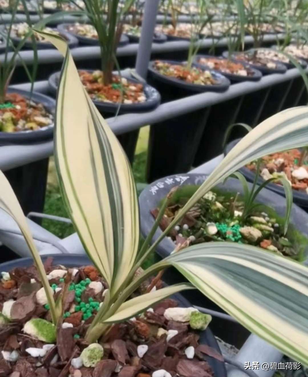 98年，男子88元购入一棵兰花，2023年他靠此花暴富，兰友：有眼光