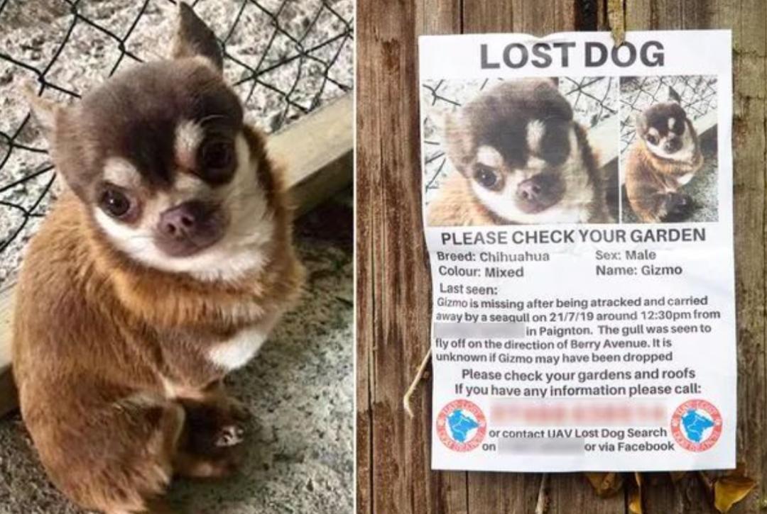 喂过一次大连海鸥，人类就要为自己的弱小羞愧