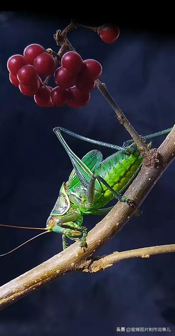 昆虫总动员壁纸,青草昆虫壁纸