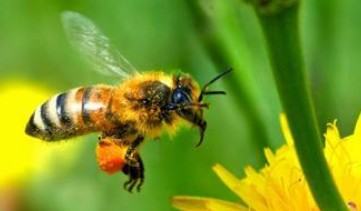 动物寿命最短的是哪种,地球上寿命最长与最短的十种动物