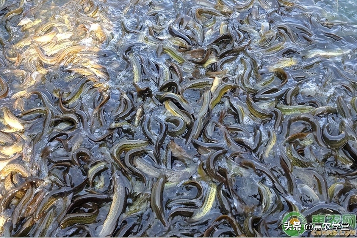 2024水产养殖业什么最好养,2024年养殖什么水产最有前景