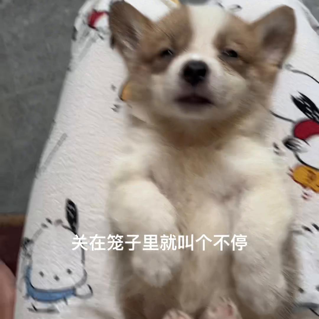 日常vlog学生党,日常vlog拍摄设备