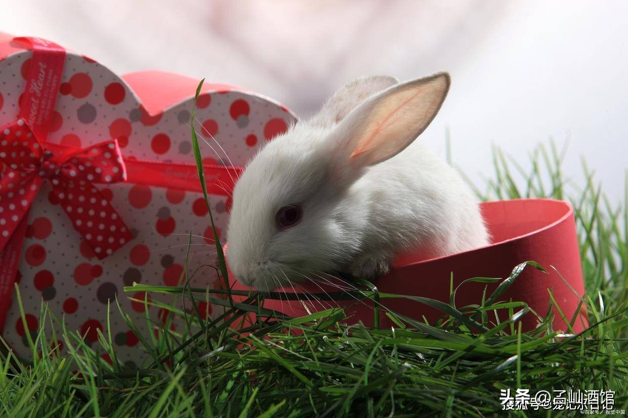 兔子打喷嚏是什么原因,兔子打喷嚏流鼻涕用什么药