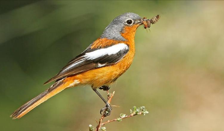 所有鸟图片大全大图,50张最佳鸟类摄影作品