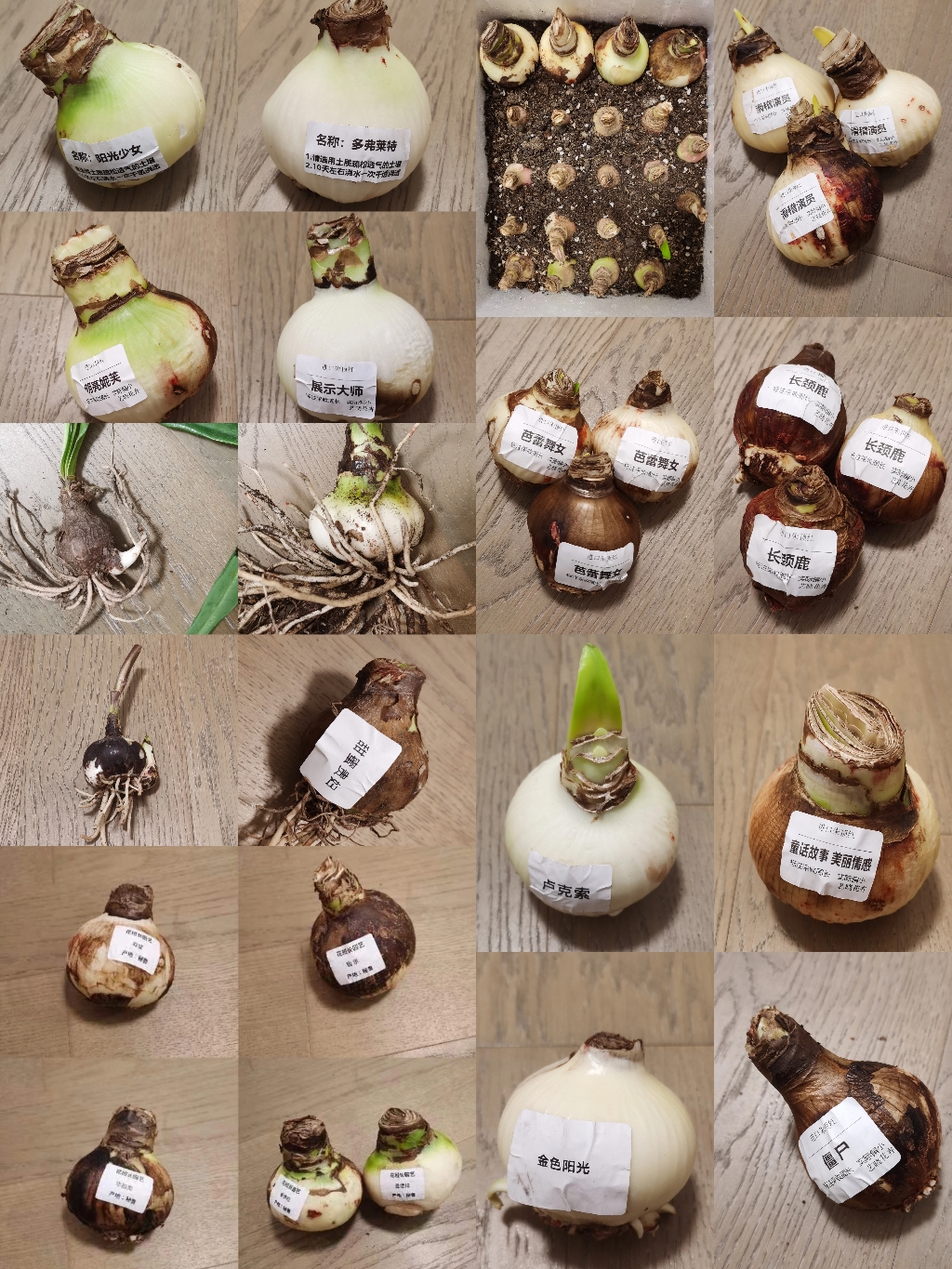 朱顶红自然球和冷冻球区别,朱顶红自然种球和进口种球的区别