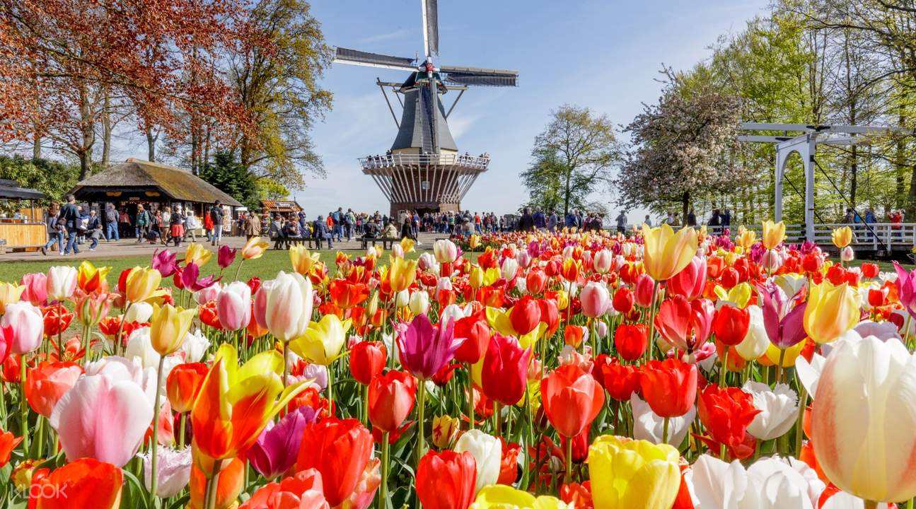 荷兰宣布性合法后遗症,荷兰合法化的新政策