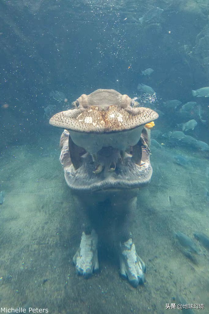 10种最罕见的神秘生物,35种罕见生物照片