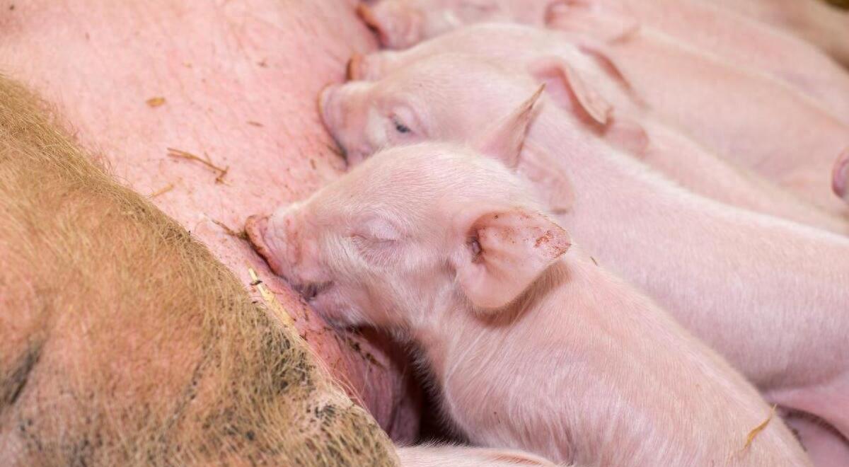 母猪子宫炎怎么治疗预防,母猪子宫炎最快的解决方法