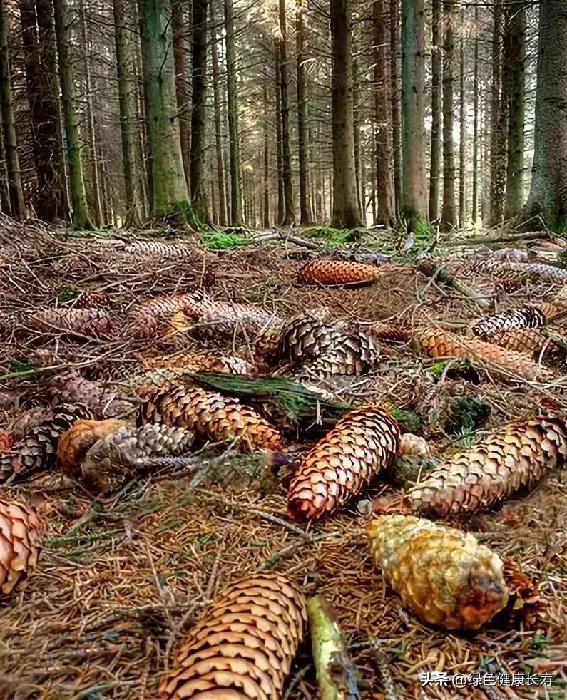 最漂亮的松树开花图片,哪种松树开花好看