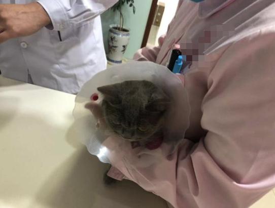 猫咪乳腺炎需要把奶挤出来么,猫咪假孕乳腺炎有硬块怎么消除