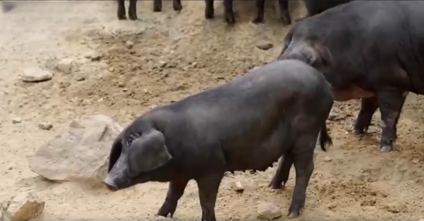 80后小伙回乡养猪发大财,80后小伙创业养猪