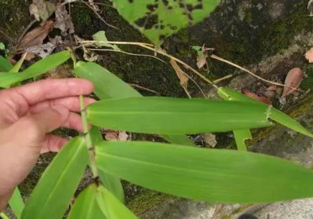 嘉兴蛋黄肉粽的粽叶是什么叶子,一个粽叶包粽子买多宽的叶子
