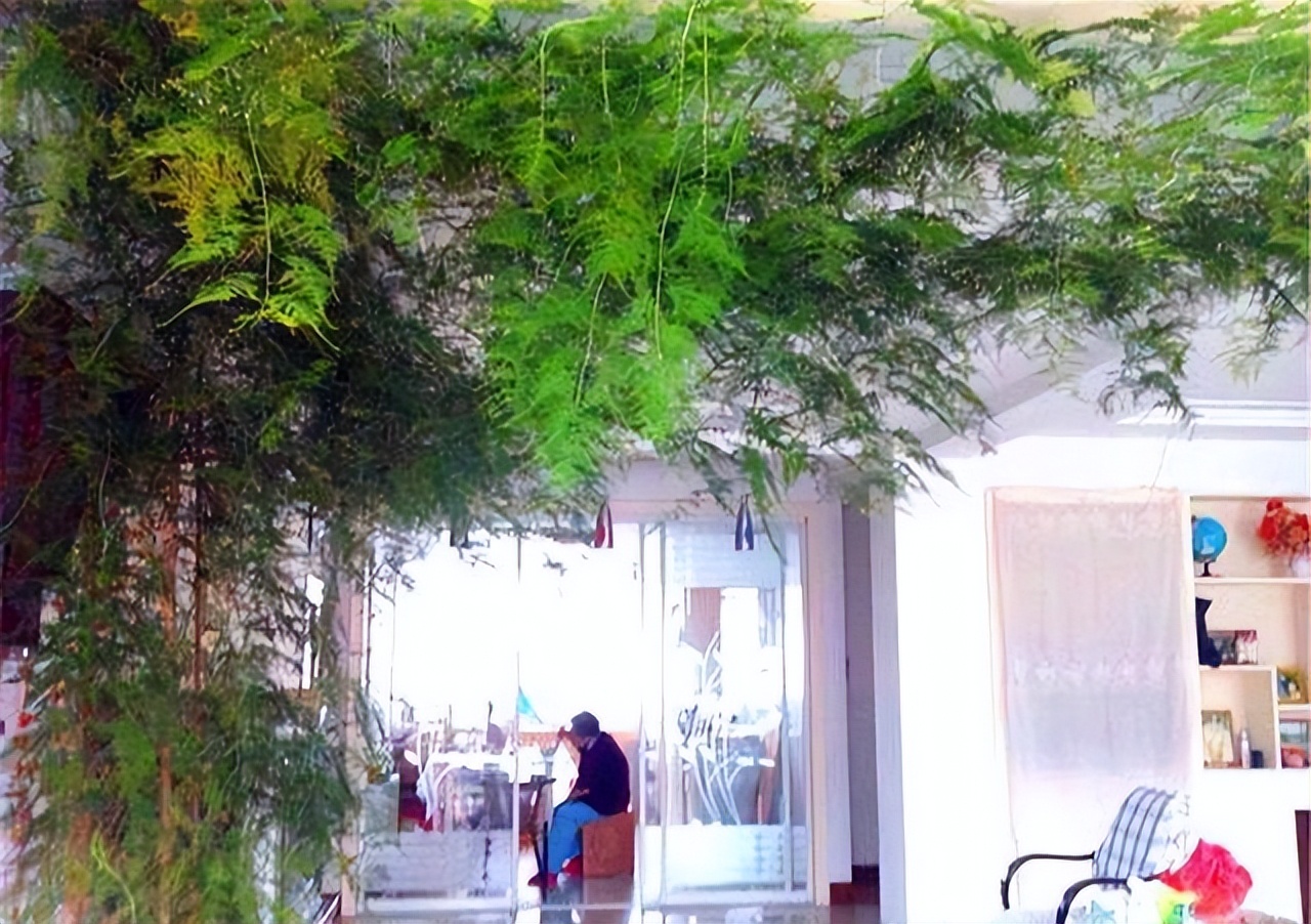 绿萝和文竹可以用缓释肥吗,绿萝富贵竹黄叶卷边茎细怎么办