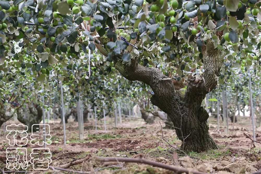 苹果枣，一颗冉冉升起的水果新星