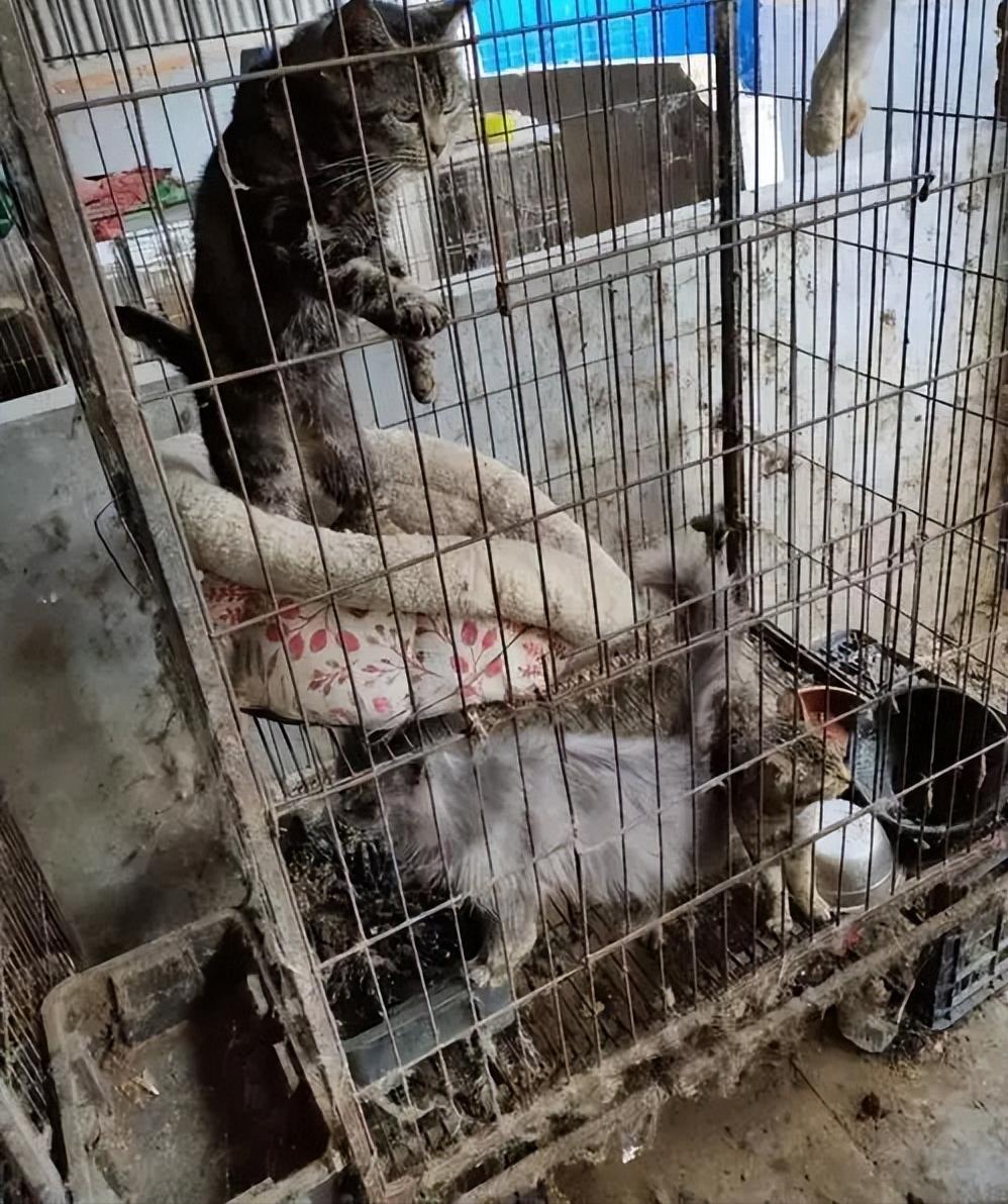 后院猫有多厉害,后院猫和病猫有什么区别