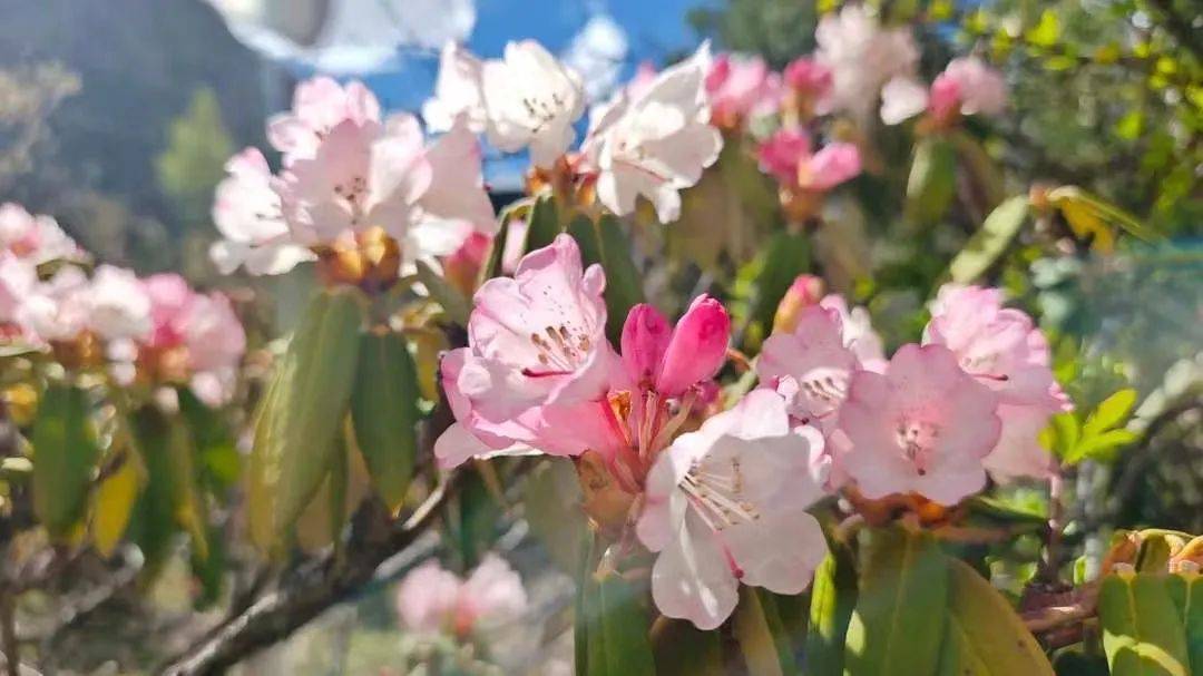 雪山下的梦幻足球场,西藏雪山下的球场