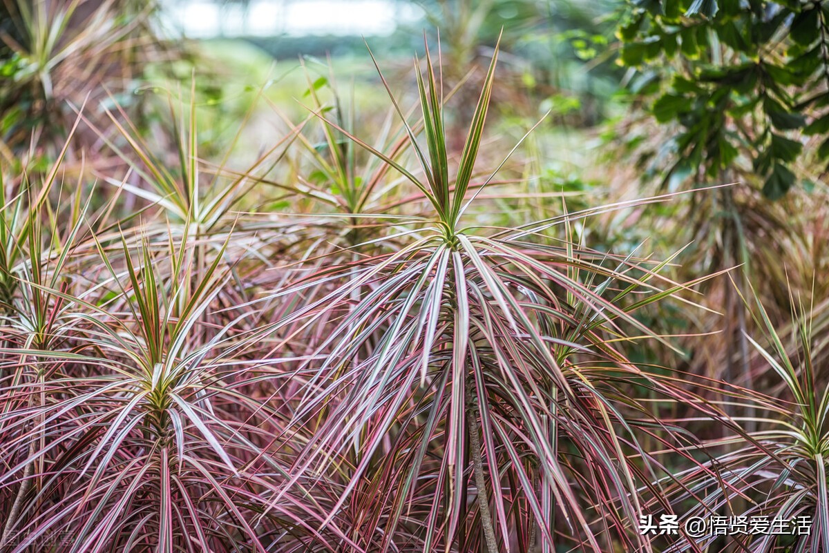 哪种绿色植物是最有效吸甲醛的,刚装修好的新房种什么植物去甲醛