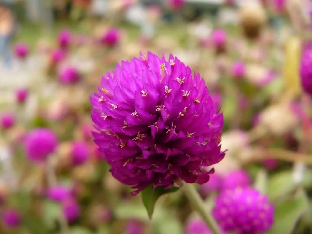 100种迷人的“数字花”,从零到一百万,真是太神奇了