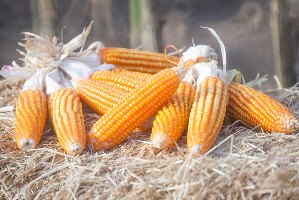 东北玉米豆粕最新价格走势,东北玉米价格下跌原因