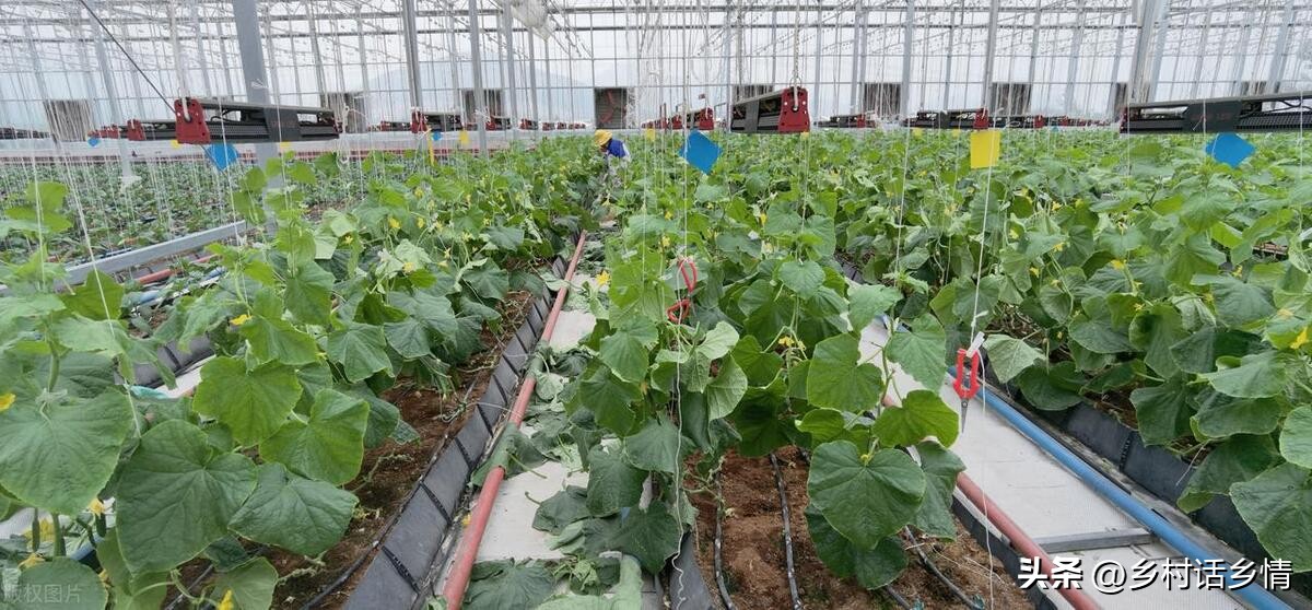 用食醋搭配的这些小配方，一点不比买的肥料差，什么蔬菜也能用