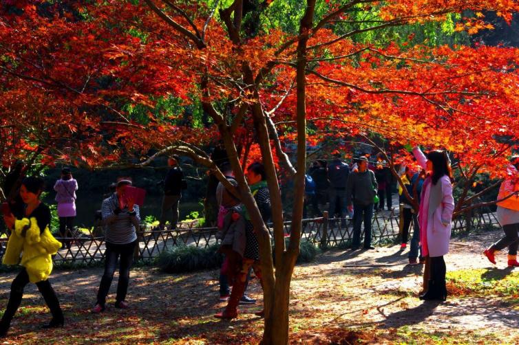 黄石市哪个地方看红叶最好,黄石附近夜景游玩景点推荐