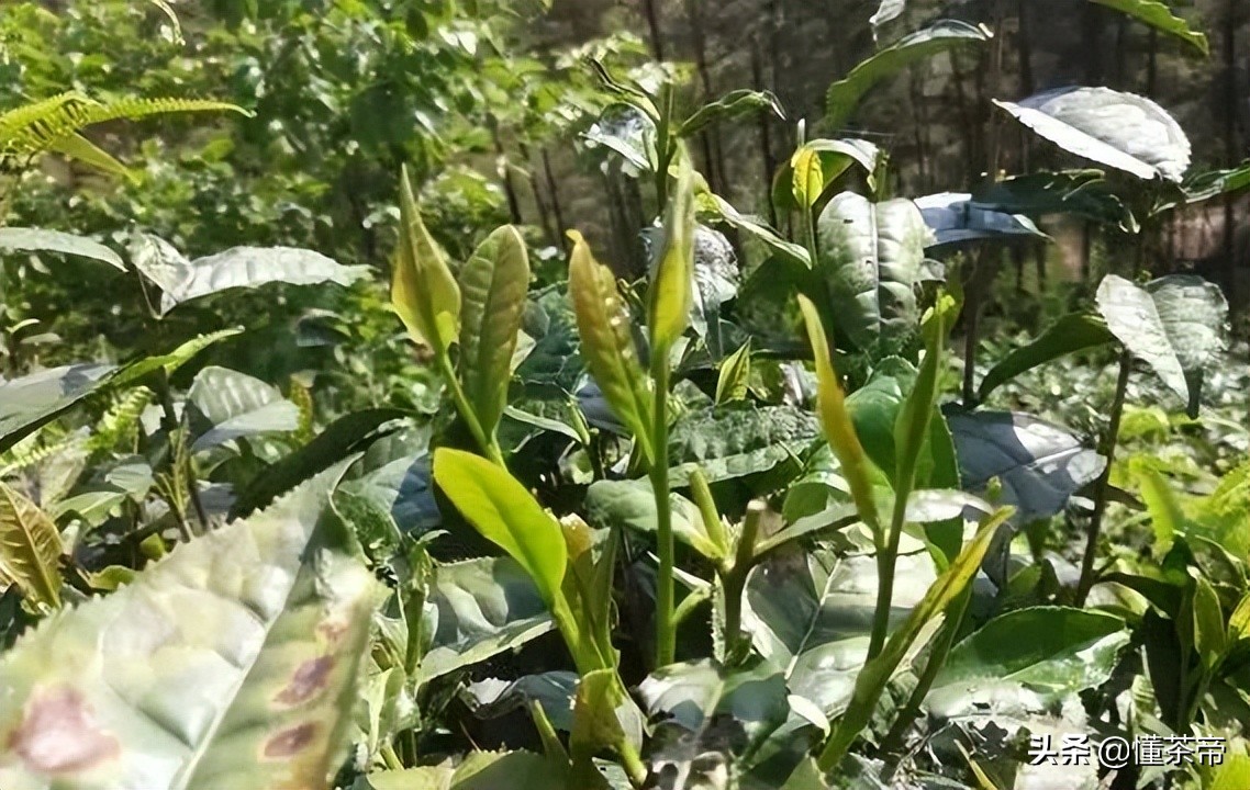 福鼎政和白茶特级白毫银针,政和白茶和福鼎寿眉的区别