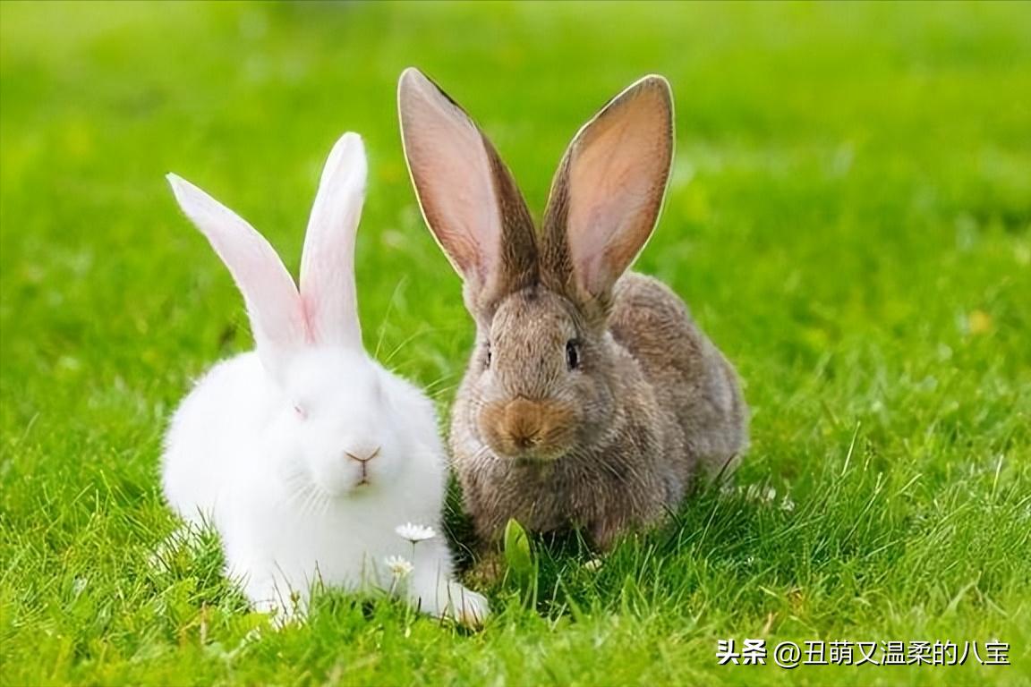 兔子便便发粘,兔子便便硬而小