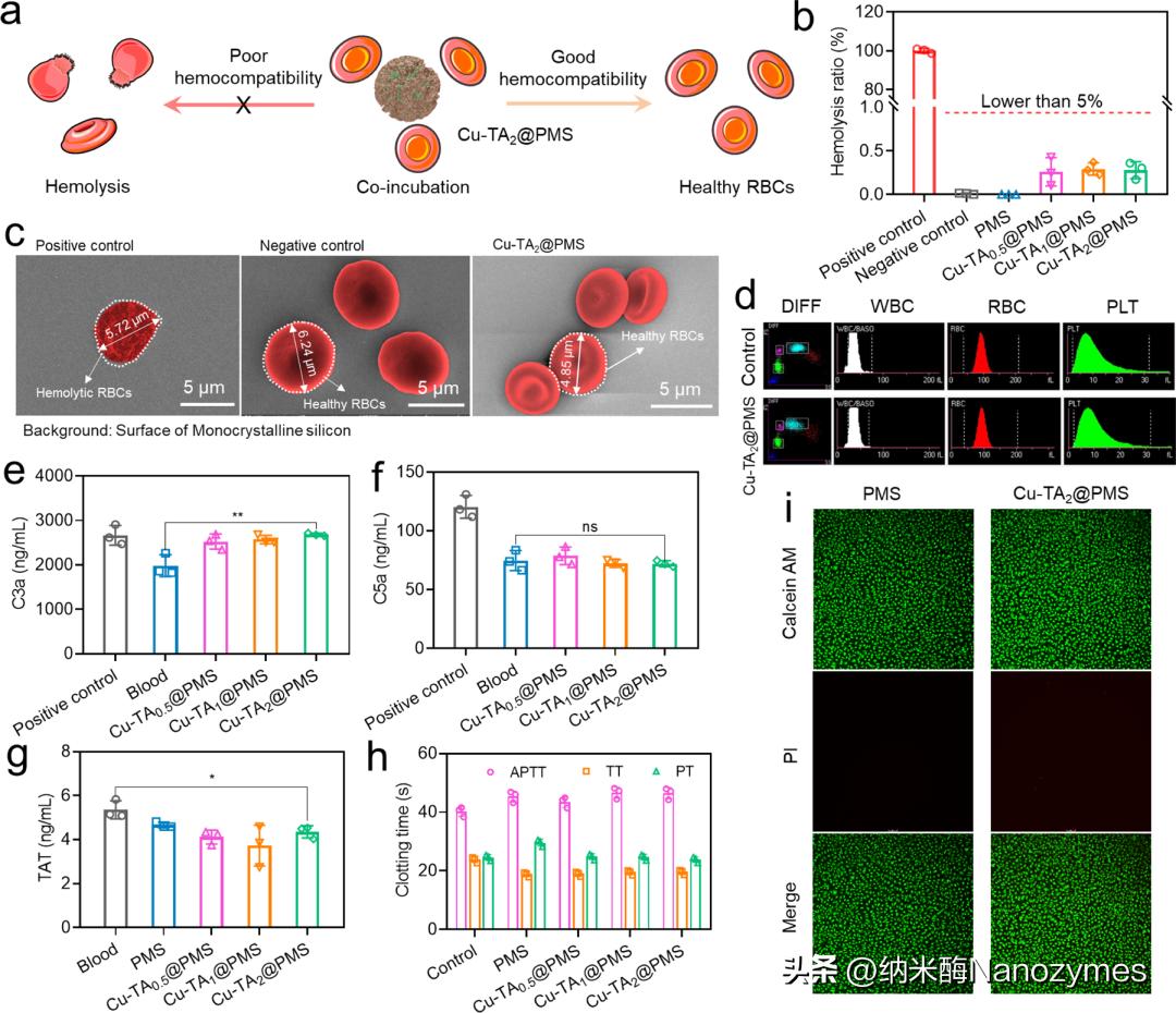 工程抗氧化级联金属酚醛纳米酶缓解体外血液净化过程中的氧化应激