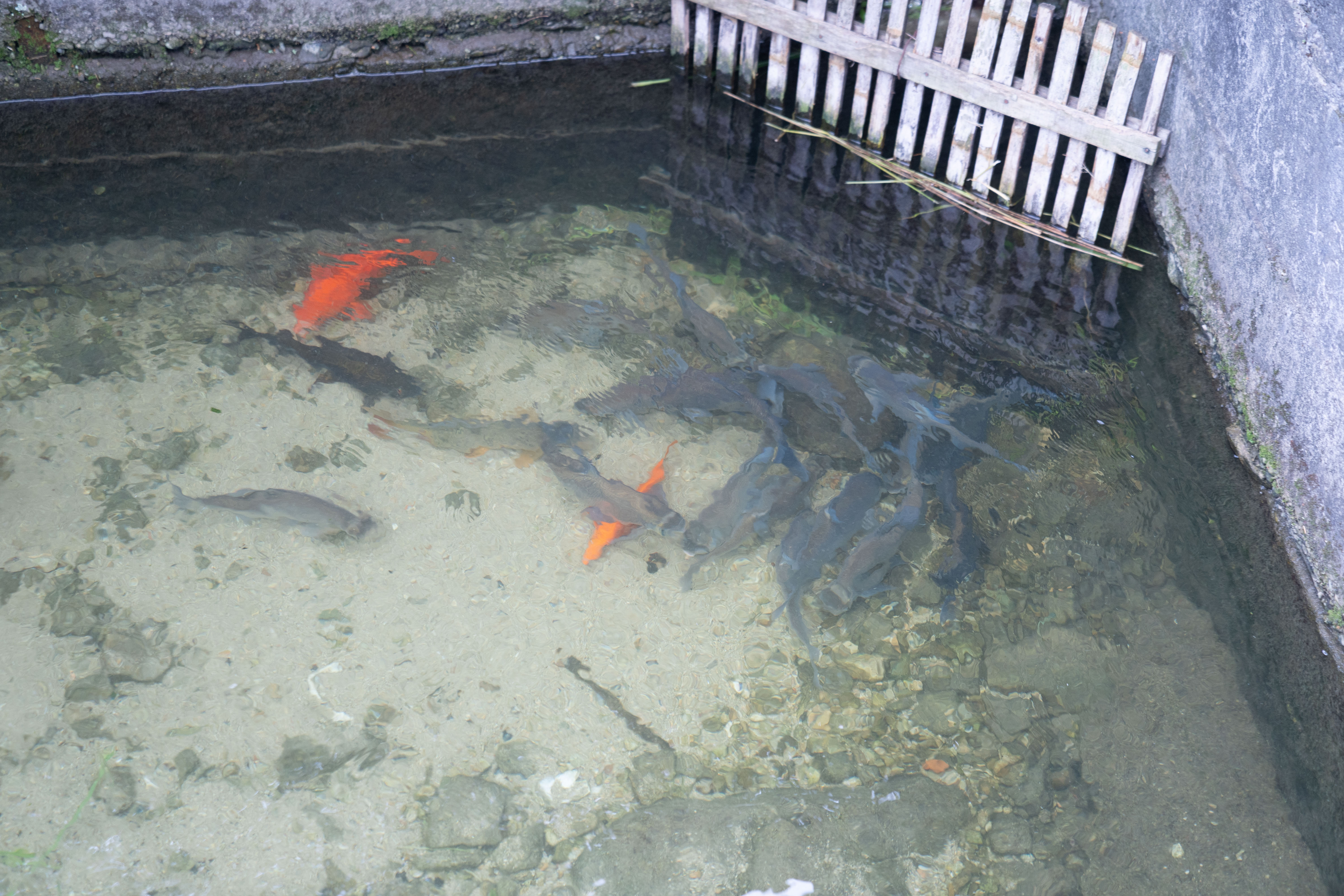 衢州哪里的鱼最好吃,衢州吃清水鱼最好的地方