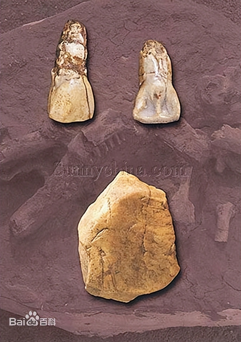 华夏源头在四川,华夏源头来自西羌