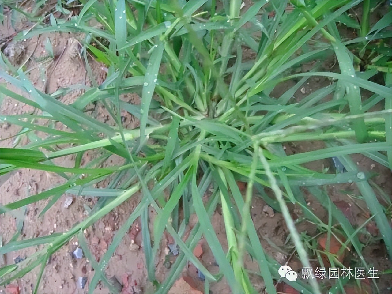 草坪杂草的防除方法,草坪杂草的物理防除