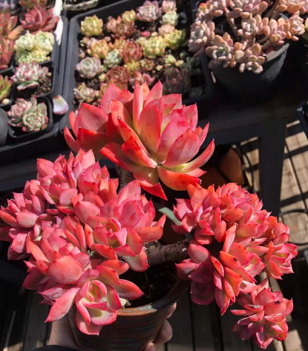 南方的多肉露养也可以很美的,东北阳台露养多肉