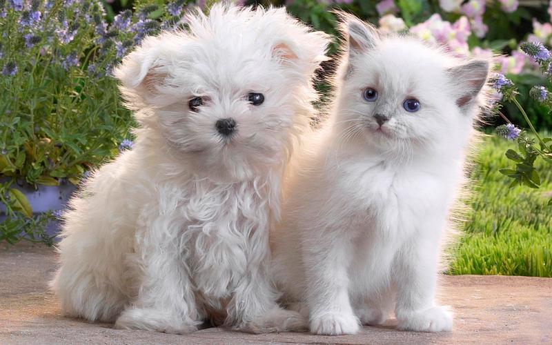 动物交配为何会闻对方屁股，该部位有何特殊，释放了什么信息？