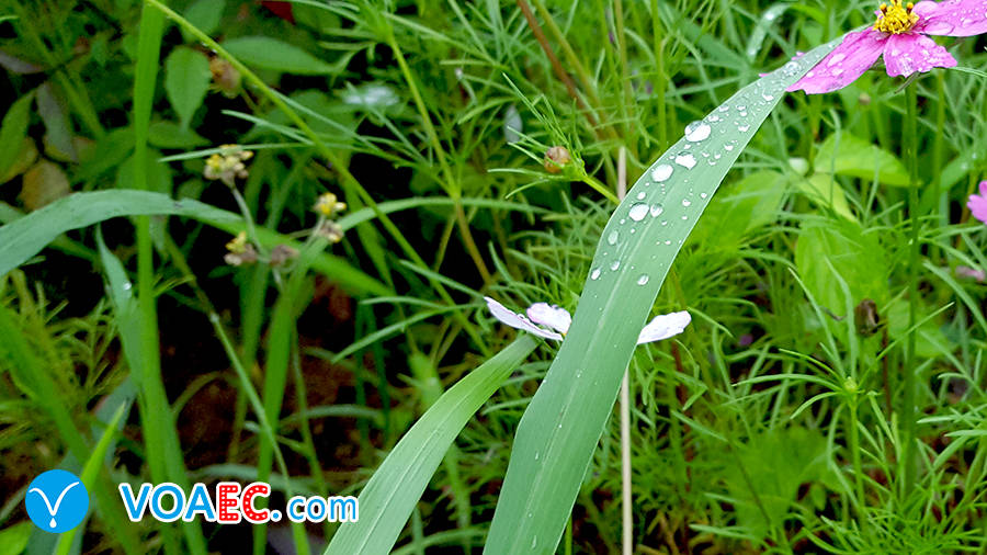 清明节不仅仅只是一个节日,清明节是个好节日吗