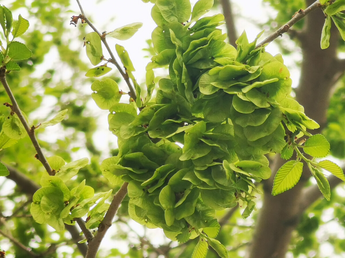 这个季节每一口都是春天的味道,阳春三月又到了品尝春味的时候
