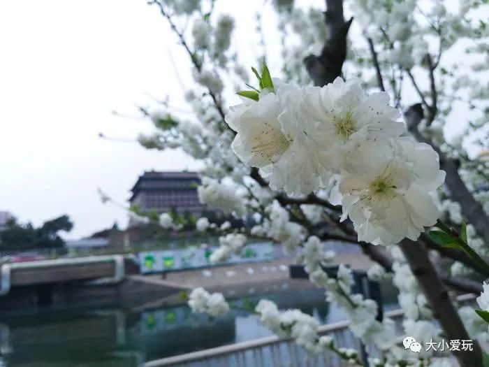 北京花海休闲公园,帝都游乐场