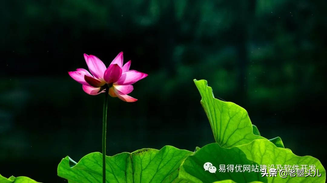 二伏是哪一天,二伏三伏是什么时间