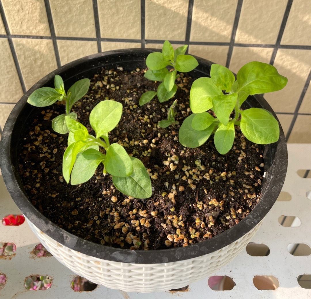 这8种花最旺家只需养一盆,什么花好看18种花又好养