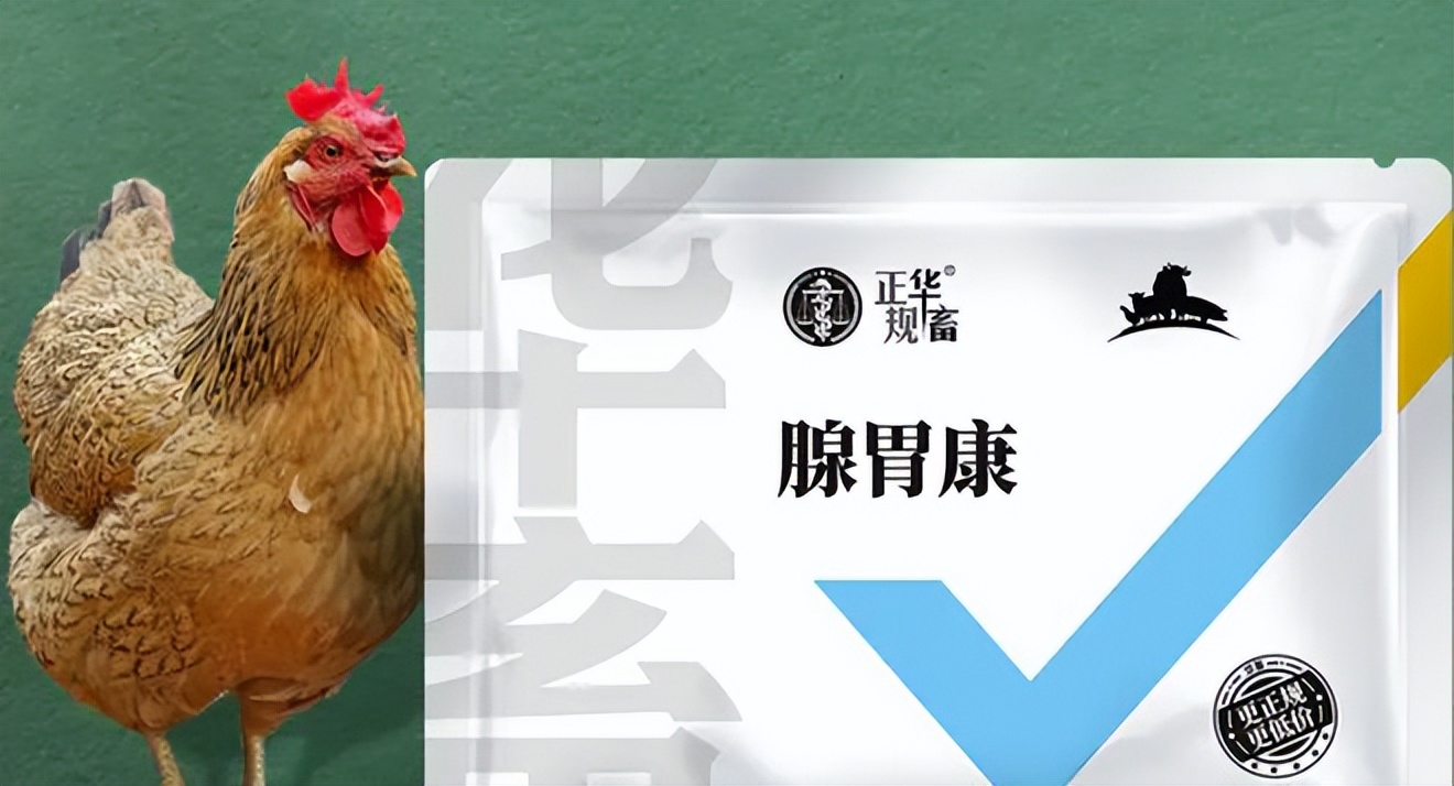 如何解决肉鸡减料,肉鸡突然不吃料的原因